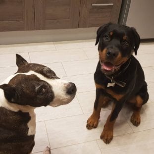 14 Reasons Rottweilers Are The Absolute Worst - PetPress
