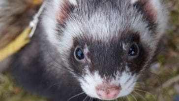 Ferret