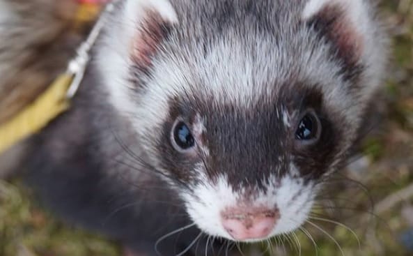 14 Tips For Keeping And Feeding Domestic Ferrets