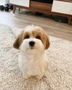 14 Pros and Cons of Havanese - PetPress