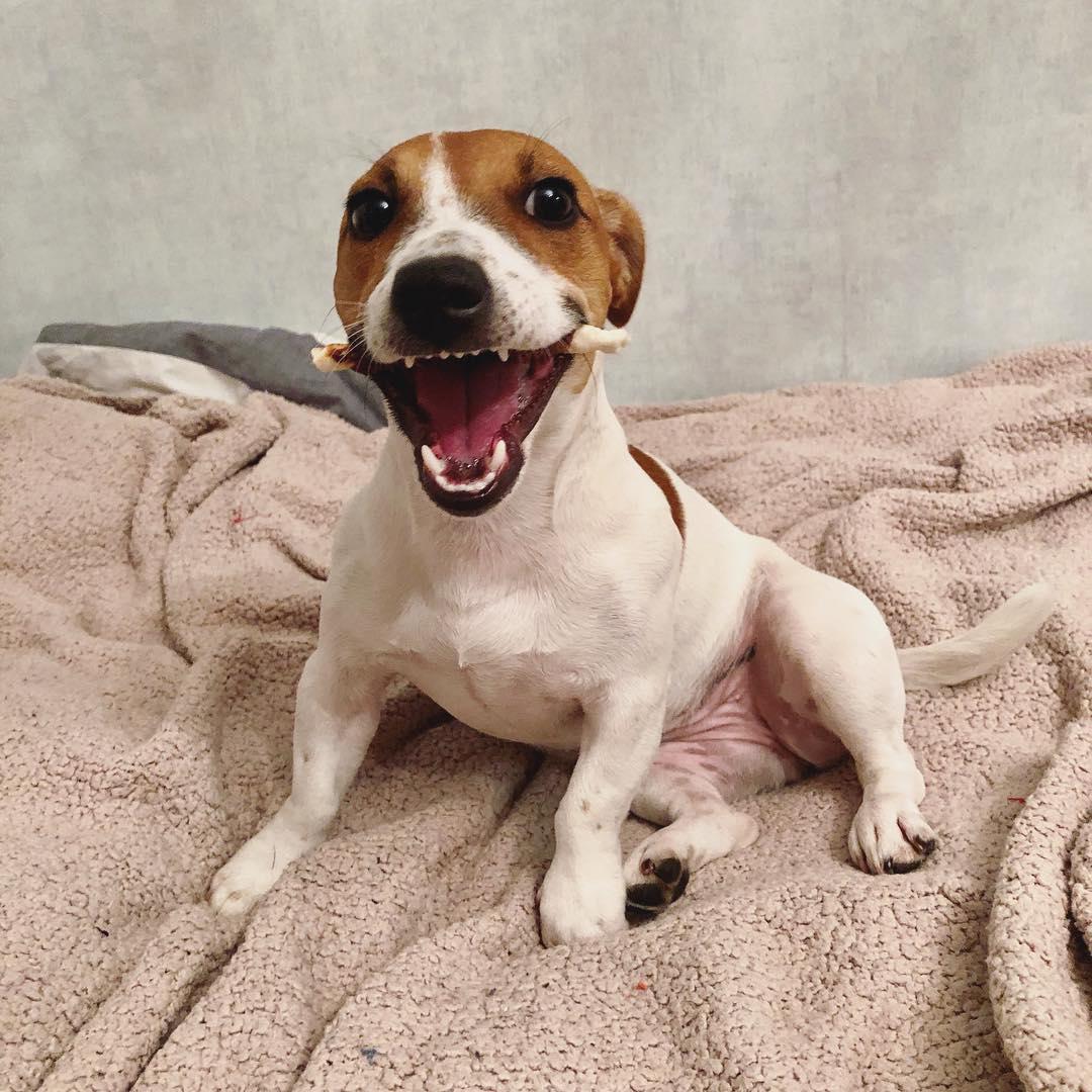 15 Funny Jack Russell Terriers Who Will Make You Smile! - PetPress