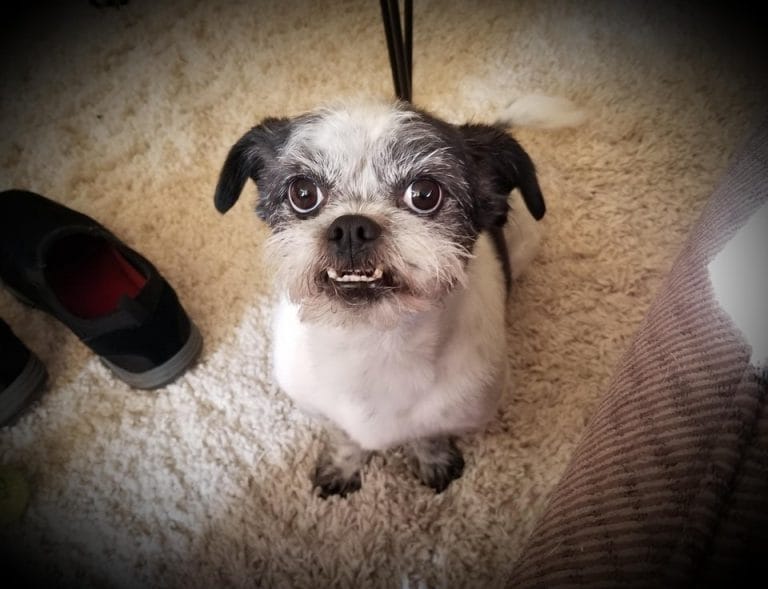 37 Ridiculously Cute Jack Russell Mixes You Have To See To Believe PetPress
