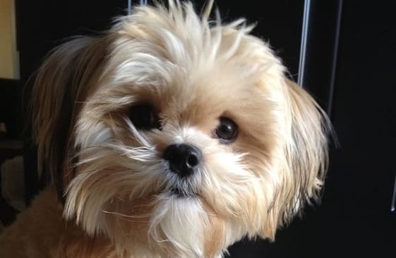14 Realities That New Lhasa Apso Owners Must Accept