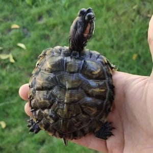 Boy Turtle Names - 140 Great Male Turtle Names - PetPress