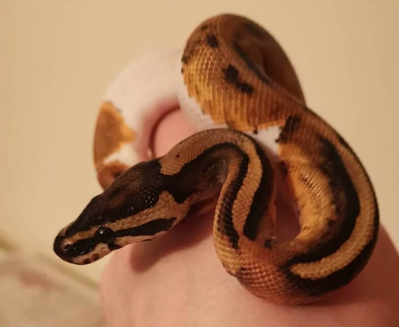 Cool Snake Names 140 Awesome Ideas for Naming Your Pet Snake PetPress