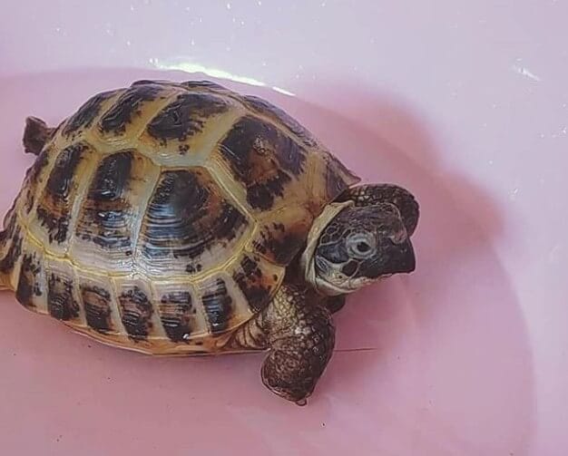 Girl Turtle Names - 170 Great Female Turtle Names - PetPress