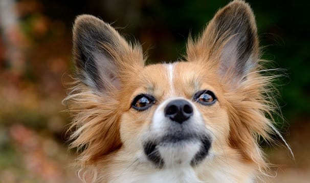 16 Fancy Facts About the Papillon - PetPress