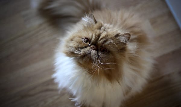 14 Facts That Persian Cat Lovers Should Know - PetPress