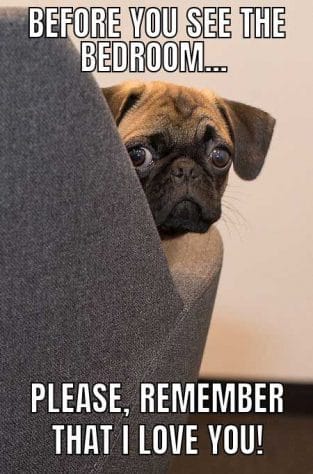 14 Funny Pug Memes That Will Make You Happy! - PetPress