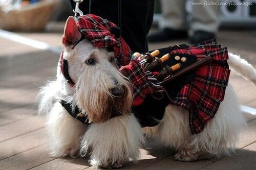 Scottish terriers tradition