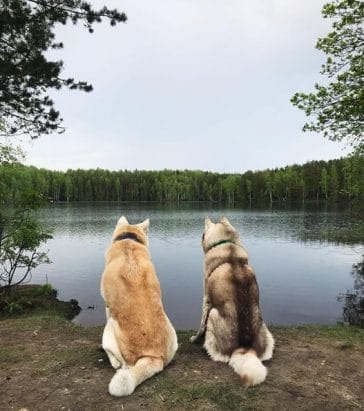 14 Akitas To Get You Through Your Day - PetPress