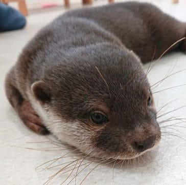 14 Pros And Cons Of The Otter At Home That You Should Know