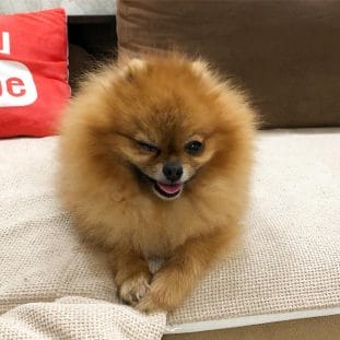 15 Things You Should Know About Your Pomeranian - PetPress