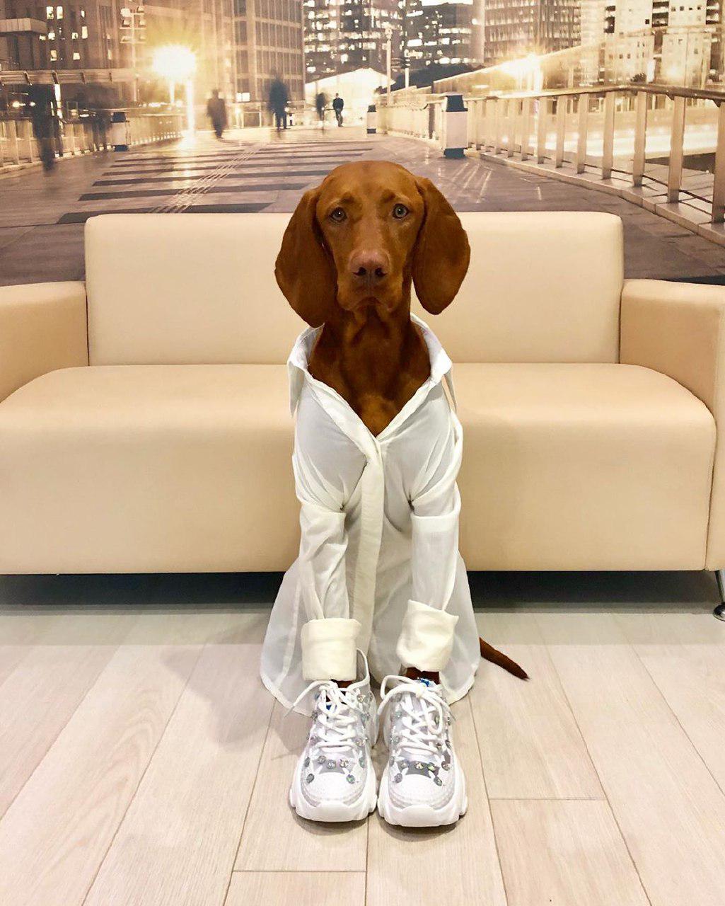 14 Terrifyingly Pawsome Costumes For Vizslas PetPress