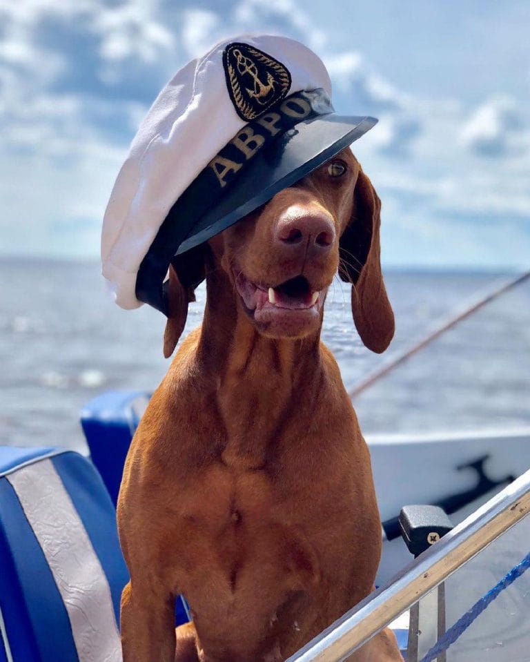 14 Terrifyingly Pawsome Costumes For Vizslas PetPress