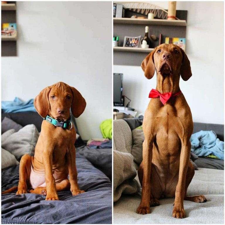 14 Things That You Should Know Before You Take a Vizsla