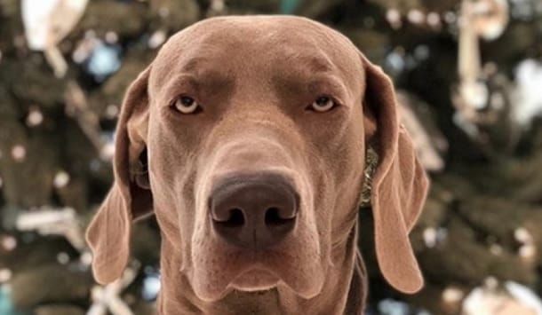 14 Funny Pictures Showing How Weimaraners Spend Christmas - PetPress