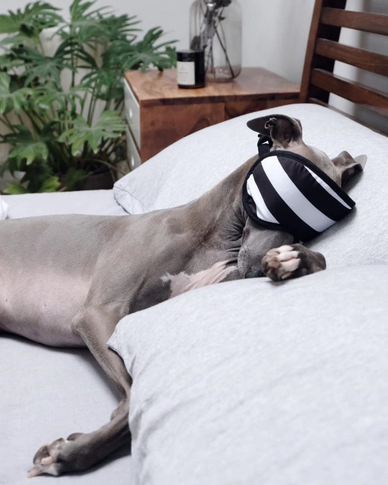 14 Delightful Facts About Italian Greyhounds PetPress