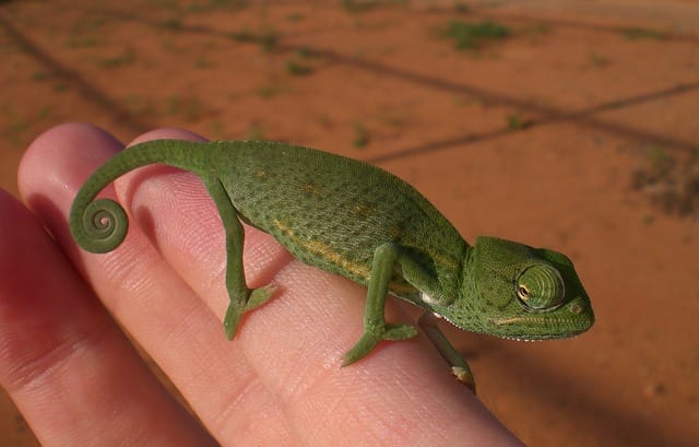 baby-male-chameleon