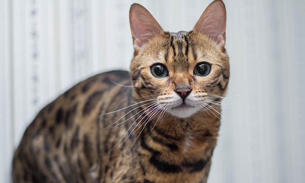 14 Things Bengal Cats Would Like to Tell You - PetPress