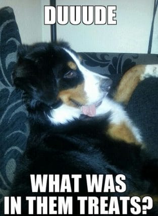 15 Funny Bernese Mountain Dog Memes That Will Make You Laugh - PetPress