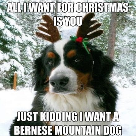 14 Funny Bernese Mountain Dog Memes That Will Fill You With Positive ...