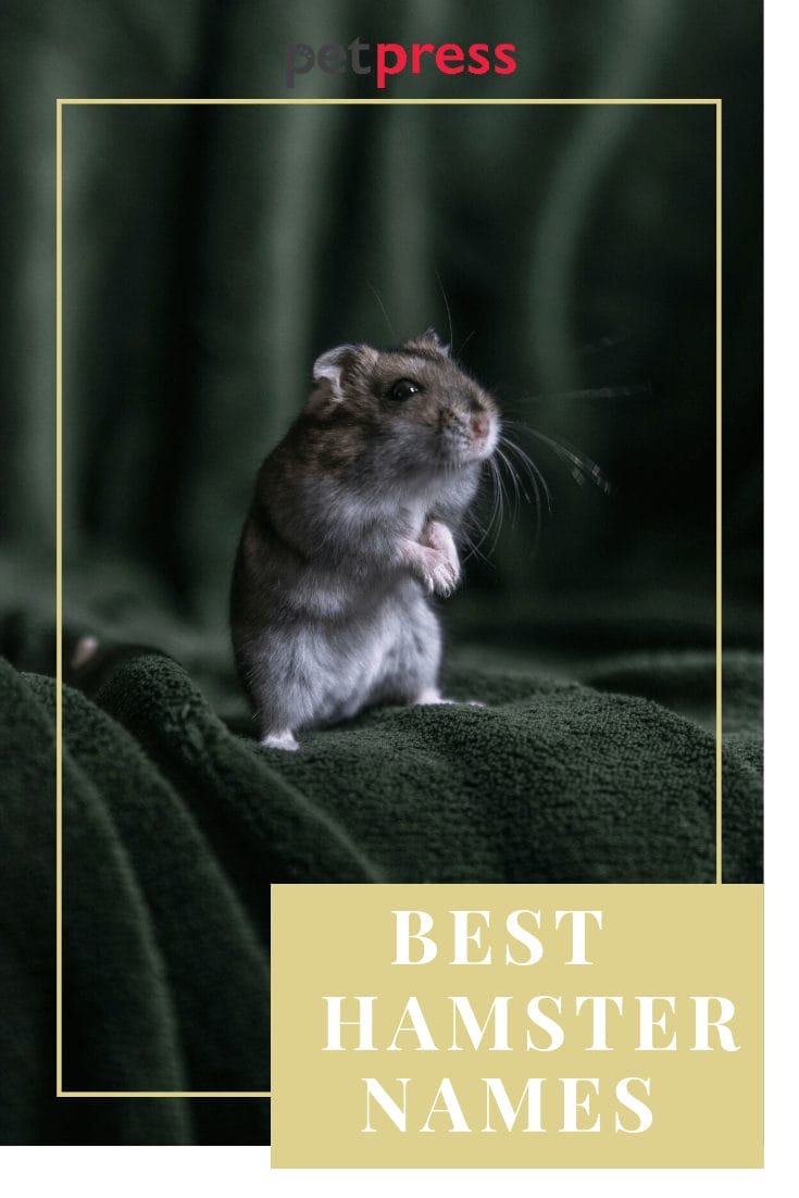 Hamster Names 500+ Great Ideas For Naming Your Pet Hamster PetPress