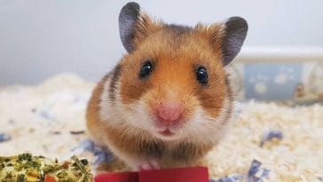 best hamster names