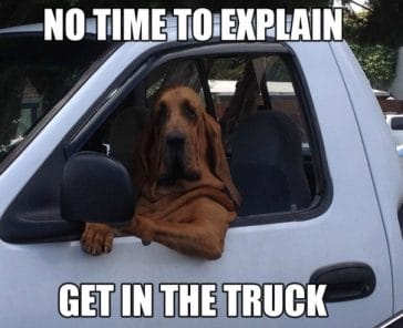 The 14 Funniest Bloodhound Memes Of All Time! - Page 2 Of 3 - PetPress