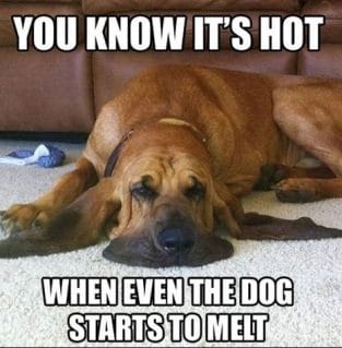 The 14 Funniest Bloodhound Memes Of All Time! - PetPress