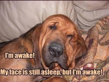 14 Funny Bloodhound Memes That Will Make Your Day! - PetPress