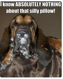 14 Funny Bloodhound Memes That Will Make Your Day! - PetPress