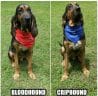 14 Funny Bloodhound Memes That Will Make Your Day! - PetPress