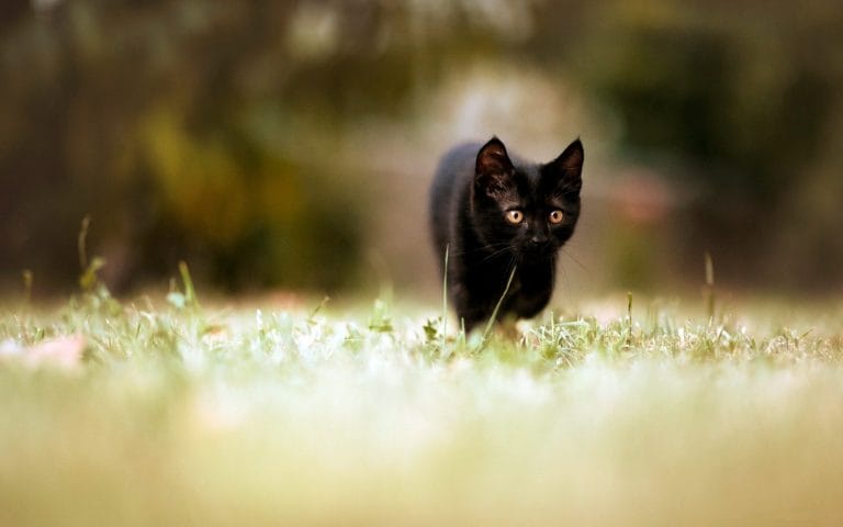 14 Surprising Facts About The Bombay Cat - PetPress