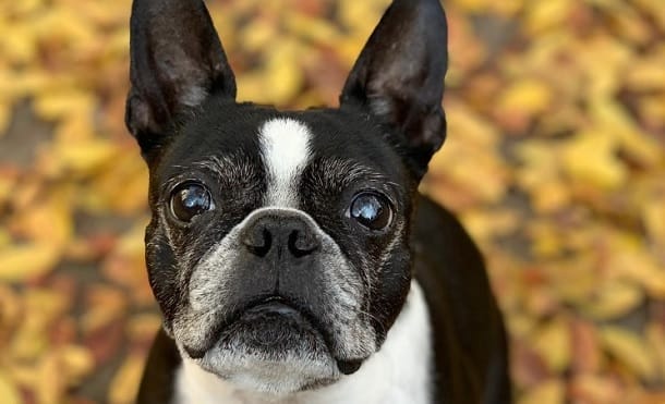 16 Adorable Boston Terrier Pics To Make You Fall In Love With Them ...