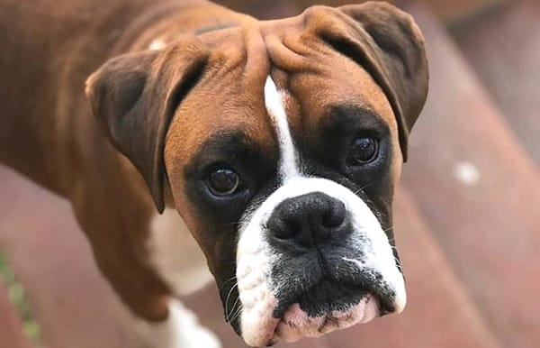 14 Cool Facts About The Boxer Dog Petpress