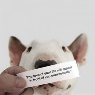 14 Funny Pictures with Bull Terriers That Will Make You Smile PetPress