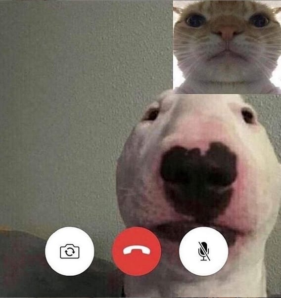 14 Hilarious Bull Terrier Memes of 2021 14 Hilarious Bull Terrier Memes of 2021