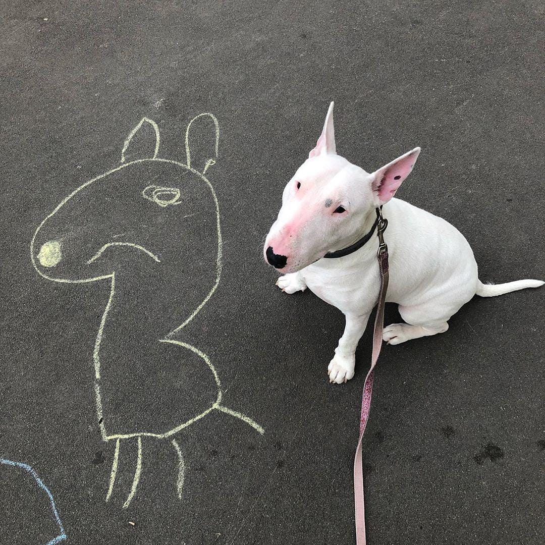 15 Funny Bull Terrier Pictures That Will Make You Smile Page 2 of 3