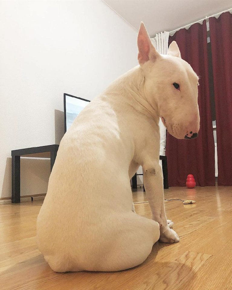 15 Funny Bull Terrier Pictures That Will Make You Smile PetPress