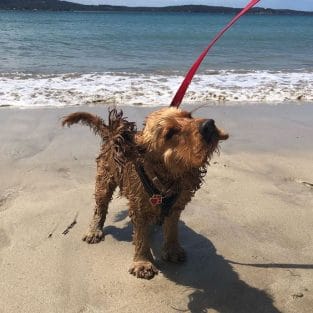 14 Cocker Spaniels Having the Best Day at the Beach Ever - PetPress