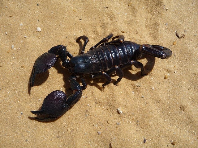 cool-scorpion