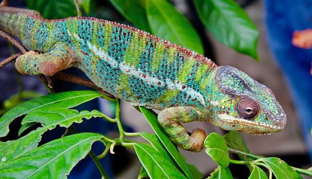 cute-chameleon