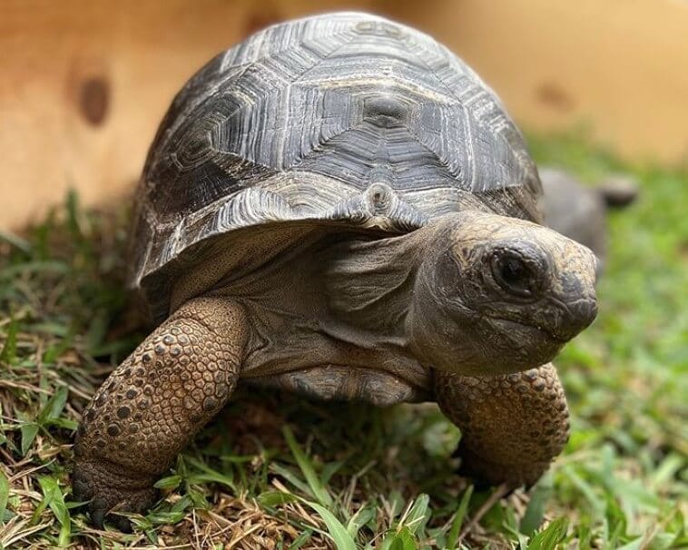 200+ Names for Pet Tortoises (Cool, Funny, & Famous Names) - PetPress