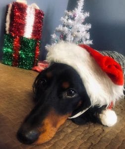 16 Funny Pictures Proving That Dachshunds are Ready For Christmas ...