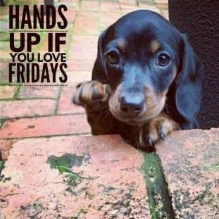 14 Funny Dachshund Memes To Cheer You Up - Page 2 of 3 - PetPress