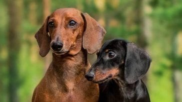 dachshunds facts