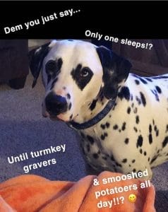 The 14 Funniest Dalmatian Memes of 2019 - PetPress