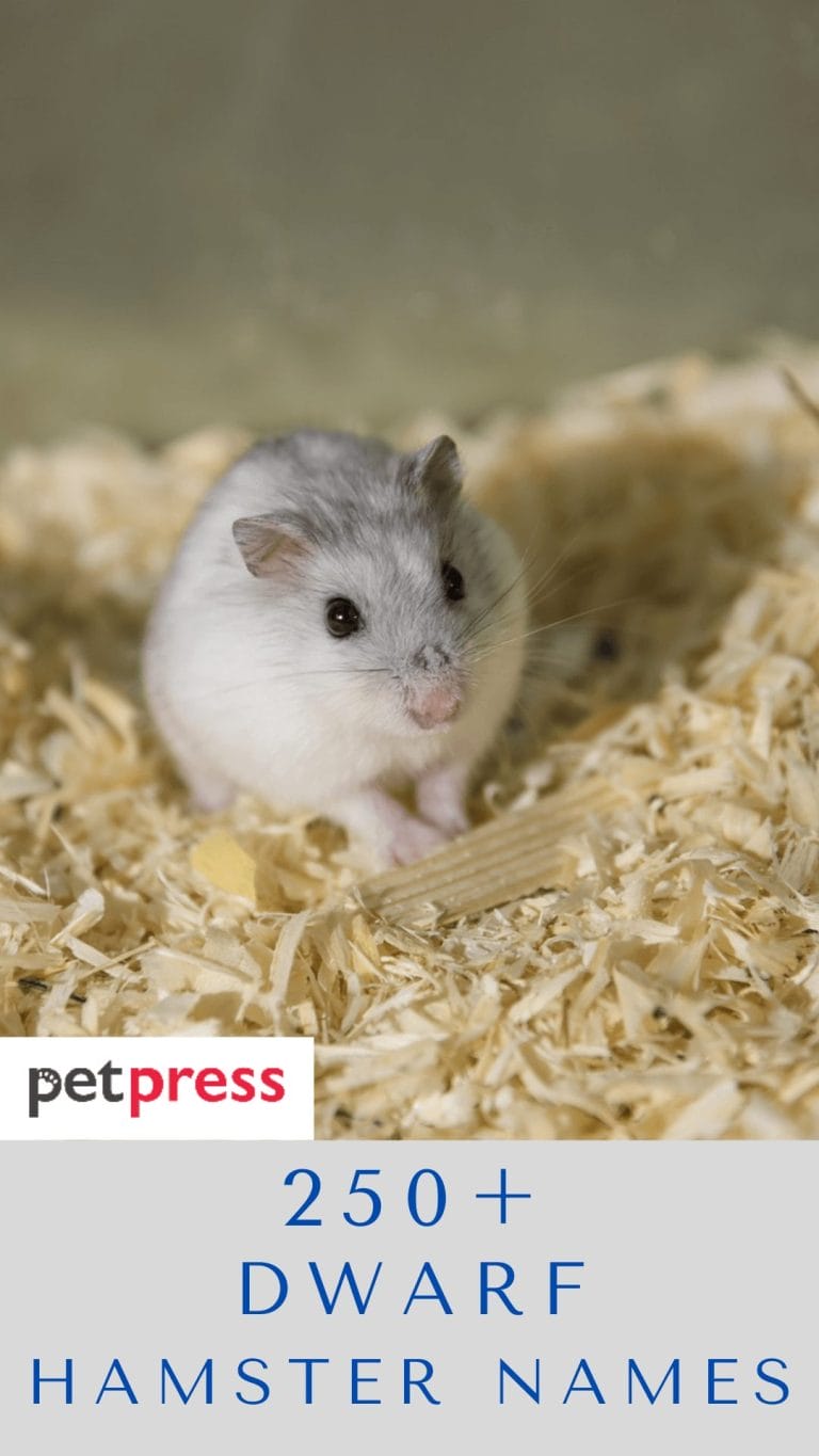 Dwarf Hamster Names - Over 250 Great Ideas For Naming Your Hamster