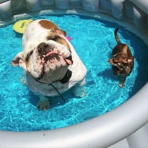 14 English Bulldogs That Love the Water - PetPress